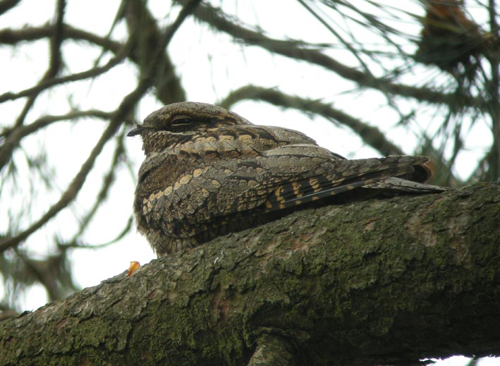 Femelle somnolant sur une branche de pin, landes du Cragou, Plougonven (29), 23 mai 2008, photo Franois Sit.