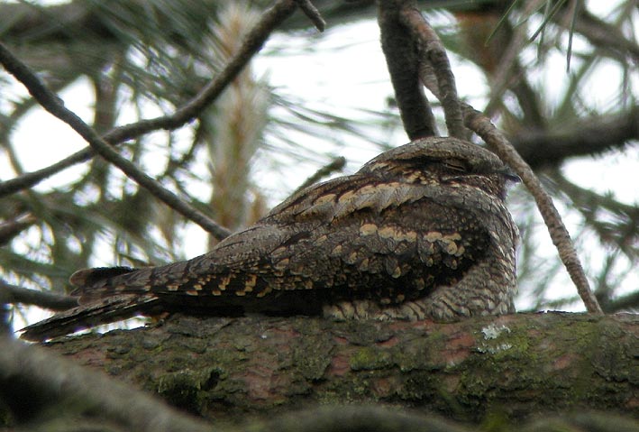 Femelle somnolant sur une branche de pin, landes du Cragou, Plougonven (29), 23 mai 2008, photo Franois Sit.