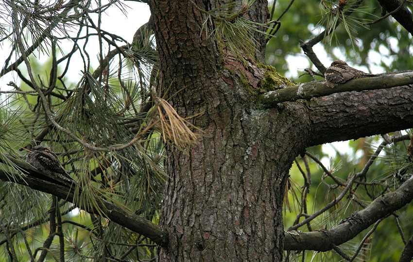 Couple somnolant dans un pin, Cragou, Plougonven (Finistre), 9 juillet 2011, photo Franois Sit.