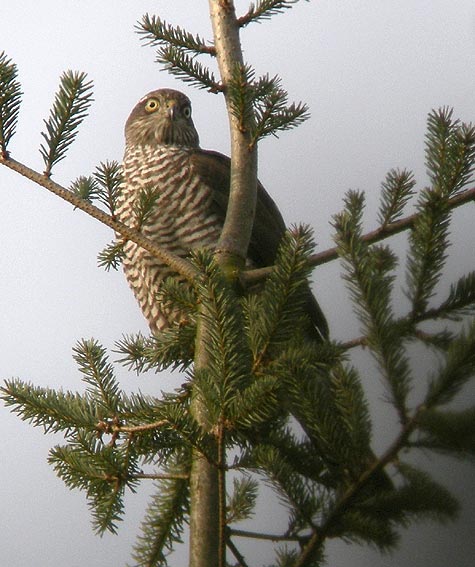 Femelle juvnile, Plougonven (Finistre), 15 aot 2009, photo Franois Sit.