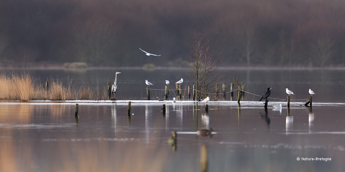 Etang de Plounrin (22), le 04 janvier 2020, photo : Jean-Michel Lucas.