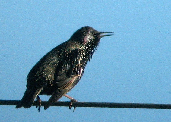 Le Kermeur, Plougonven, Finistre, 20 dcembre 2007, photo Franois Sit.