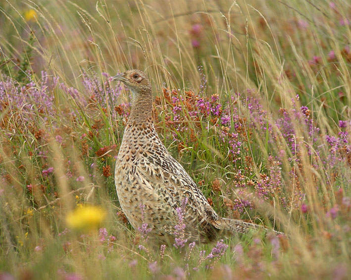 Femelle, Cragou, Clotre-Saint-Thgonnec (Finistre), 9 septembre 2011, photo Franois Sit.