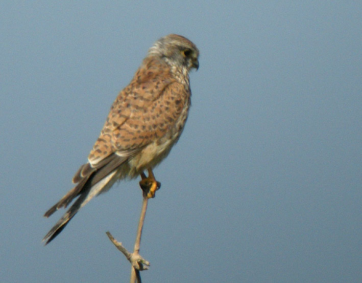 Mle, dunes du Theven, Plougoulm (Finistre), 28 septembre 2008, photo Franois Sit.