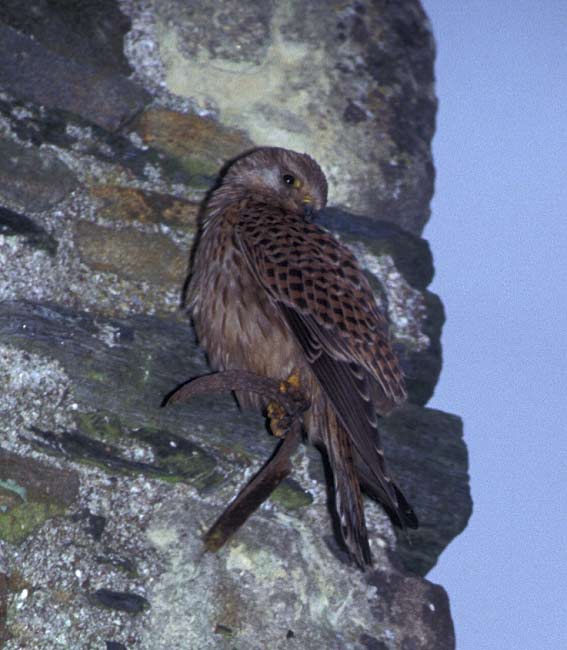 Femelle, Frossay (44), janvier 1995. Photo : Franois Sit.