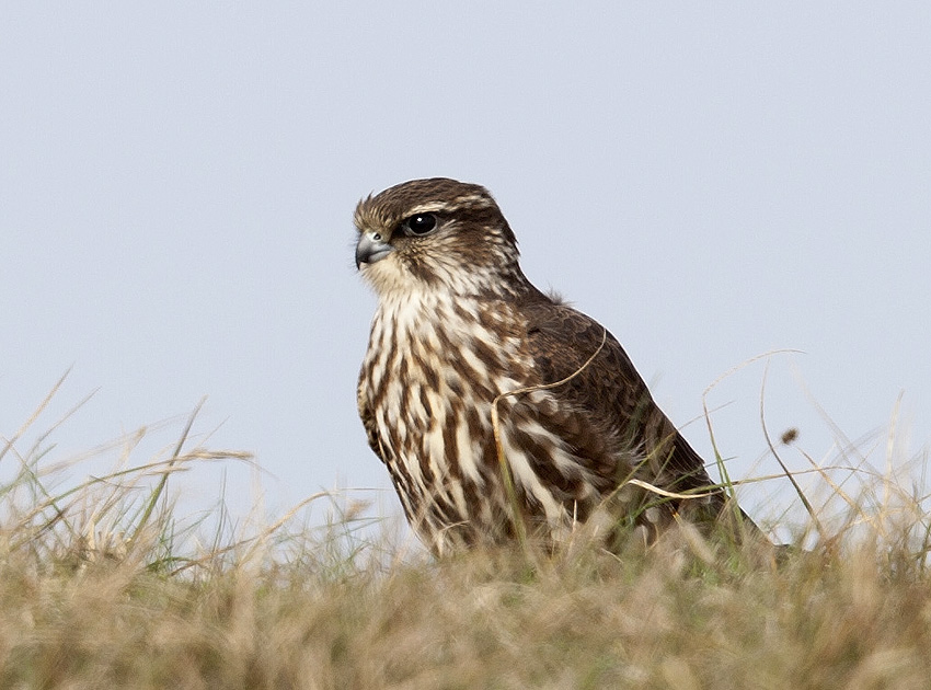 Femelle, dunes de La Torche, Plomeur (Finistre), 17 octobre 2013, photo Jean-Michel Lucas.