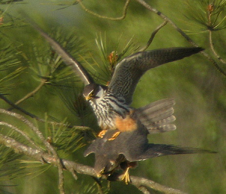 Accouplement, landes du Vergam , Scrignac (Finistre), 26 mai 2009, photo Franois Sit.