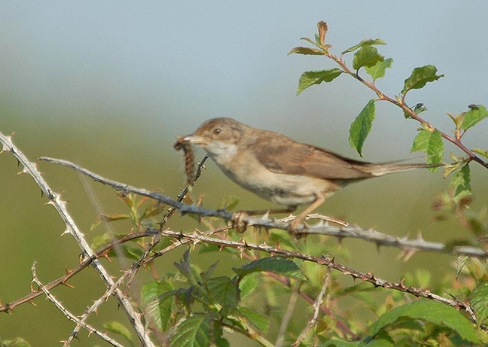 Femelle, tang de Trunvel, Trguennec (29 Sud), 9 juin 2008, photo Jean-Michel Lucas.