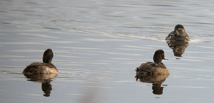 Femelle ( droite) avec 2 Fuligules morillons, tang de Goulven (Finistre), 23 novembre 2010, photo Franois Sit.