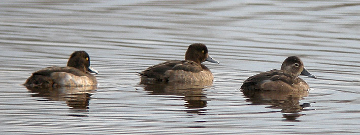 Femelle ( droite) avec 2 Fuligules morillons, tang de Goulven (Finistre), 23 novembre 2010, photo Franois Sit.