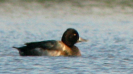 Fuligule  tte noire mle, tang du Curnic, Guissny (Finistre), 17 novembre 2007, photo Franois Sit.