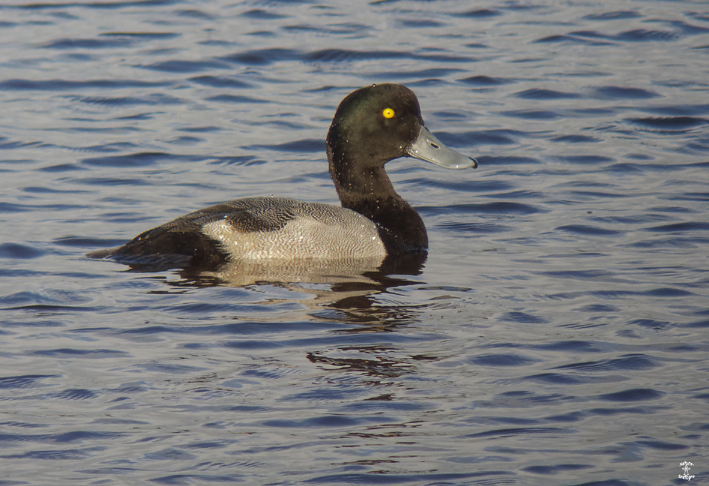 Fuligule milouinan m�le ; Goulven, Finist�re ; le 2 novembre 2024 ; photo : Fran�ois S�it�.