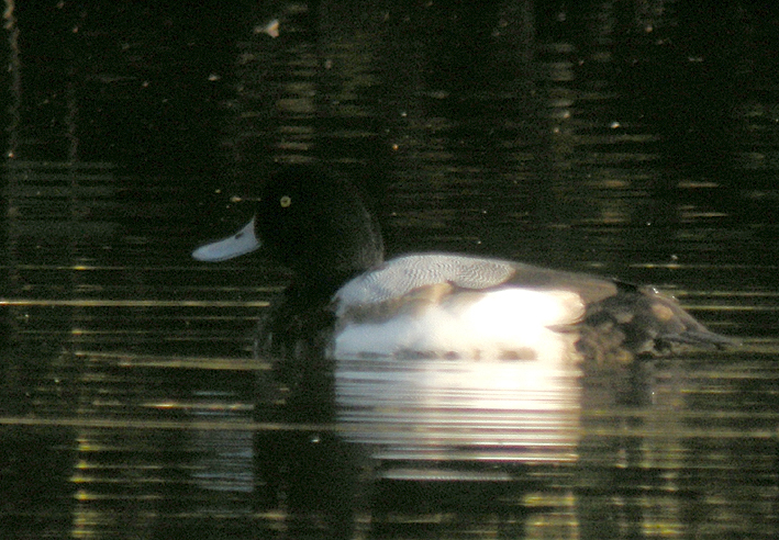 Mle, tang de Brzal, Plounventer (Finistre), 17 janvier 2017, digiscopie : Franois Sit.