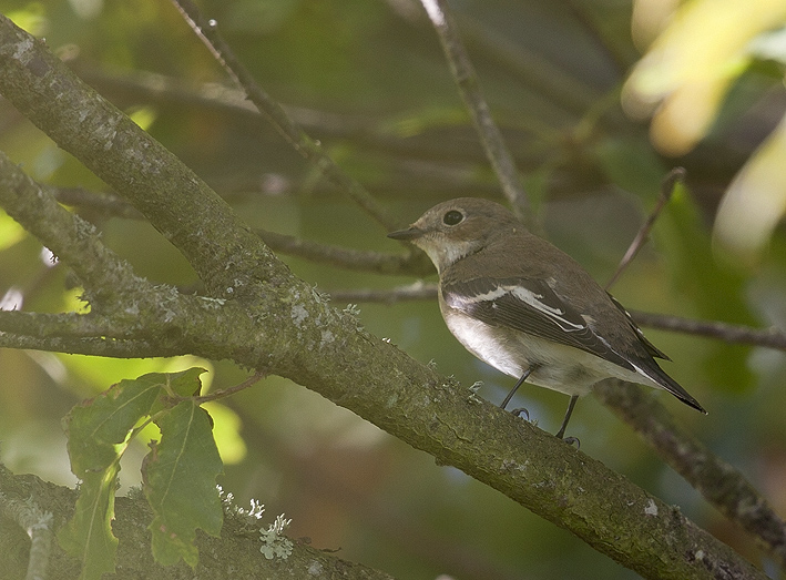 Frossay (44), 19 septembre 2014, photo : Jean-Michel Lucas.