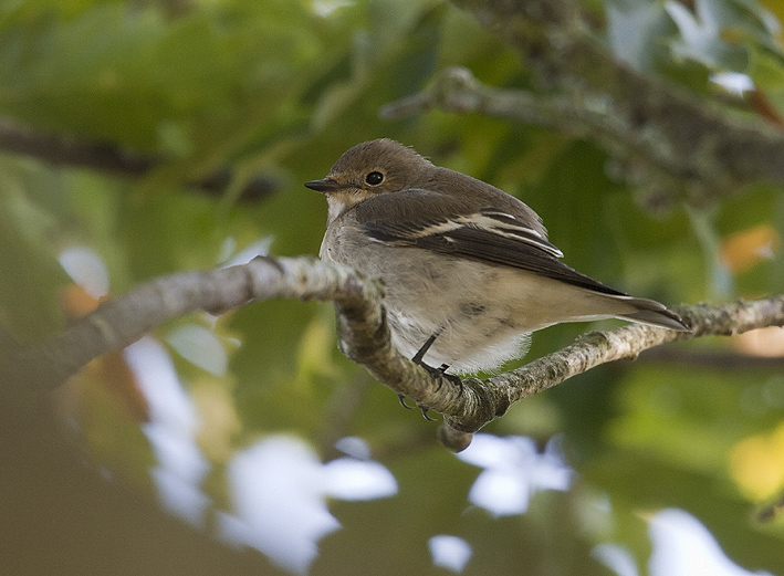 Frossay (44), 19 septembre 2014, photo : Jean-Michel Lucas.