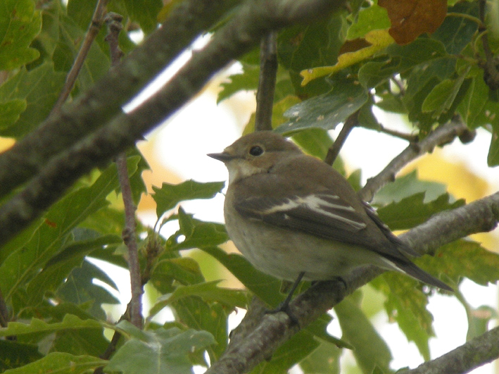 Frossay (44), 19 septembre 2014, photo : Franois Sit.