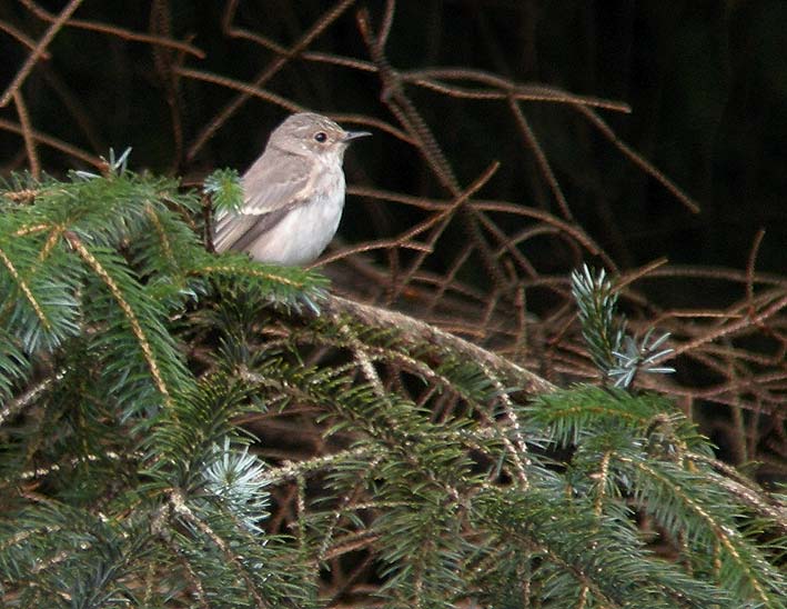 Adulte en migration, Landes du Cragou, Plougonven (Finistre), 9 septembre 2010, photo Franois Sit.