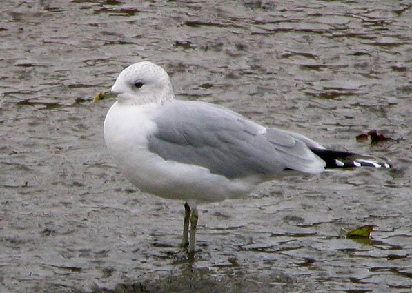 Adulte en plumage d'hiver, Penz (Finistre), 3 novembre 2007, photo Franois Sit.