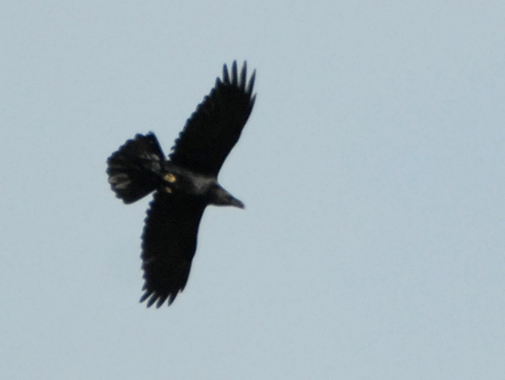 Grand Corbeau en vol, Finistre, mars 2009, photo Jean-Michel Lucas.