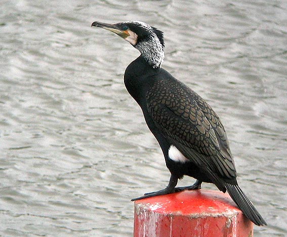 Adulte en plumage nuptial, Penz (29), 26 fvrier 2007. Photo Franois Sit.