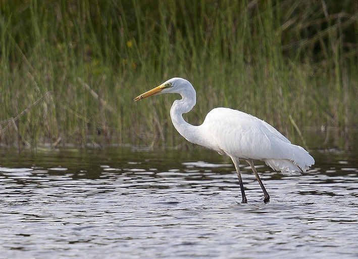 Etang de Plounrin (Ctes d'Armor), 9 aot 2014, photo : Jean-Michel LUCAS.