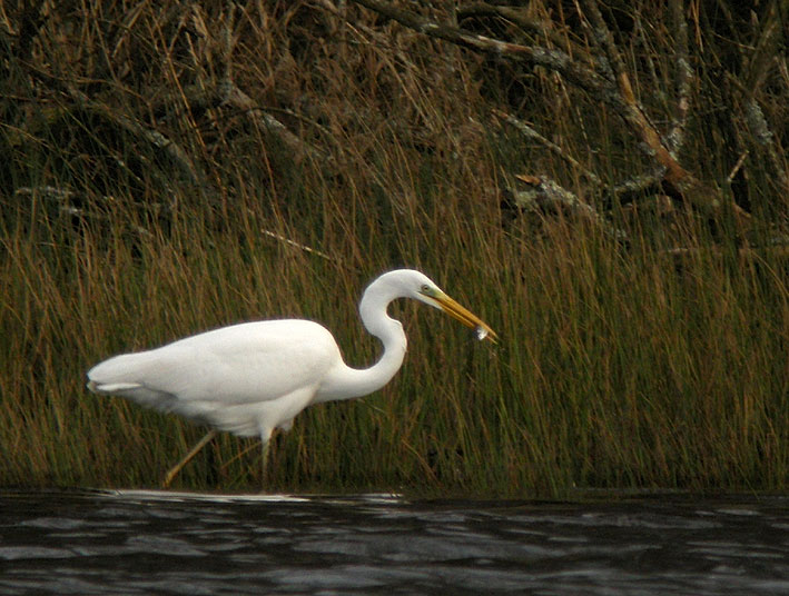 Etang du Moulin-Neuf,  Plounrin (Ctes-d'armor), 24 dcembre 2011, photo Franois Sit.