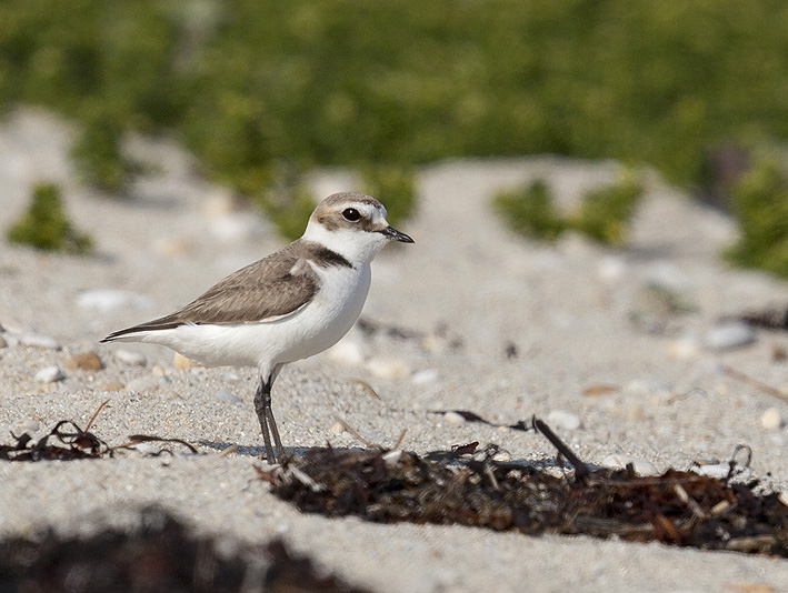 Femelle adulte, Suscinio (Morbihan), 30 mai 2013, photo Jean-Michel Lucas.