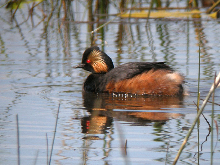 Adulte en plumage nuptial, Brenne, 16 mai 2011, photo Franois Sit.