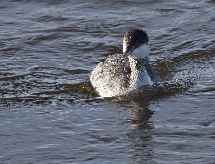Adulte en plumage d'hiver ; Baie de Goulven (Finistre) ; 2 fvrier 2014 ; photo Jean-Michel LUCAS.