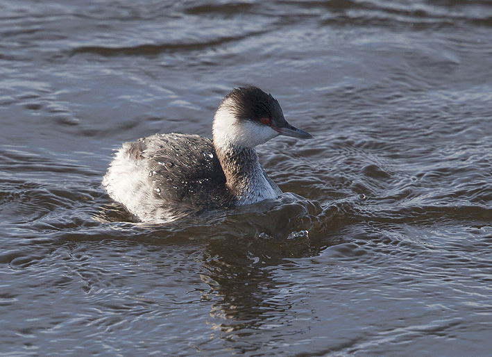 Adulte en plumage d'hiver ; Baie de Goulven (Finistre) ; 2 fvrier 2014 ; photo Jean-Michel LUCAS.