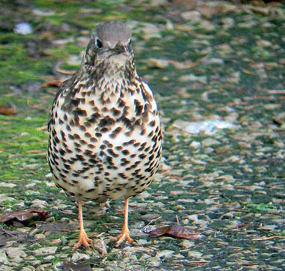 Kergreis, Plougonven (29), 10 dcembre 2005. Photo  Franois Sit.