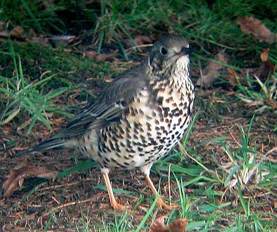 Kergreis, Plougonven (29), 10 dcembre 2005. Photo  Franois Sit.