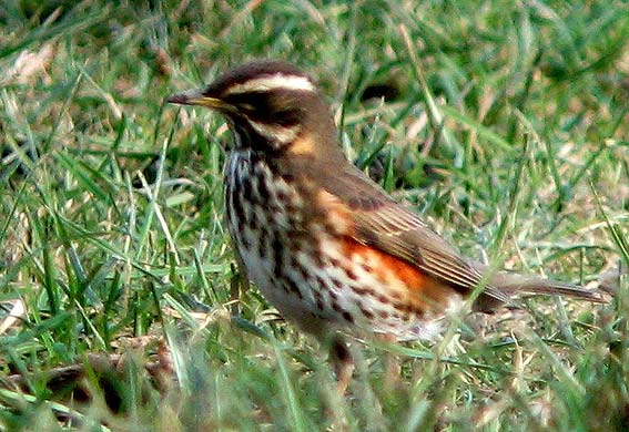 Le Kermeur, Plougonven, Finistre, 22 dcembre 2007, photo Franois Sit.