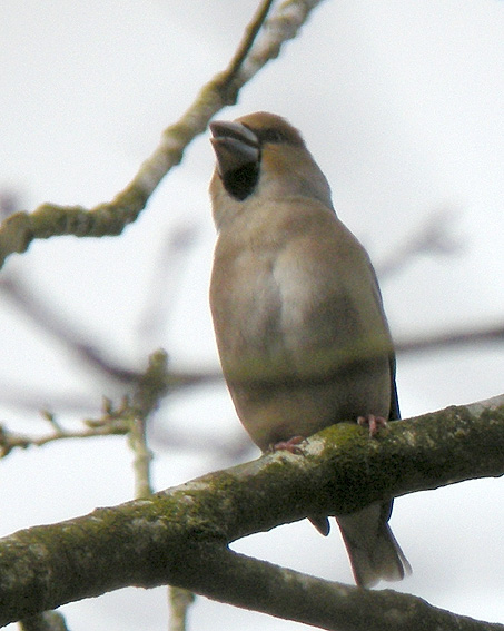 Mle adulte, Parc de Porz-an-Trez, Saint-Martin-des-Champs (29), 16 mars 2013, photo Franois Sit.