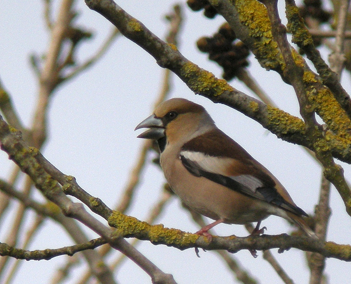 Femelle adulte, Parc de Porz-an-Trez, Saint-Martin-des-Champs (29), 23 mars 2013, photo Franois Sit.