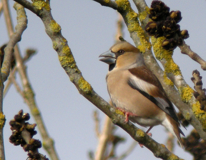 Femelle adulte, Parc de Porz-an-Trez, Saint-Martin-des-Champs (29), 23 mars 2013, photo Franois Sit.