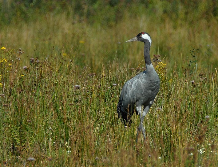 Adulte, Marquenterre, 21 septembre 2010, photo Jean-Michel Lucas.