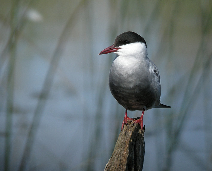 Adulte en plumage nuptial, Brenne, 17 mai 2011, photo Franois Sit.