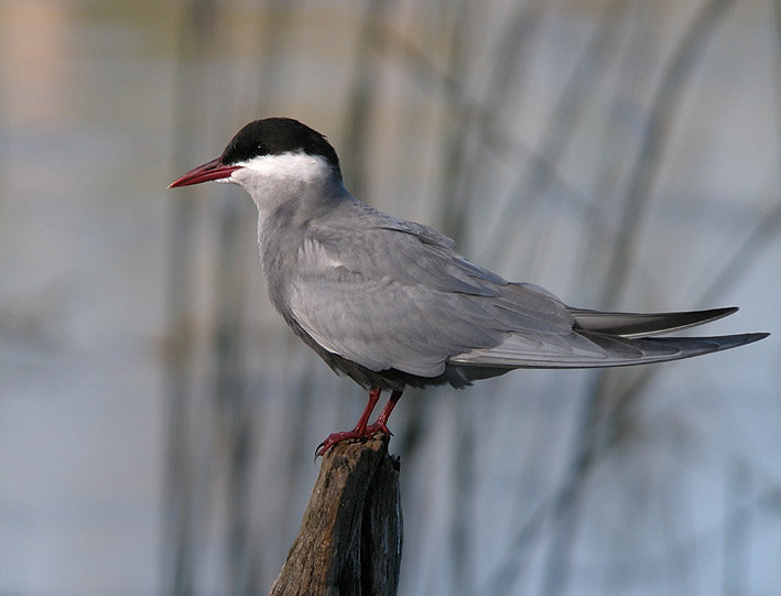 Adulte en plumage nuptial, Brenne, 17 mai 2011, photo Franois Sit.