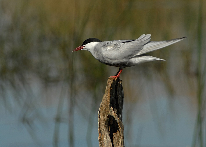 Adulte en plumage nuptial, Brenne, 16 mai 2011, photo Jean-Michel Lucas.