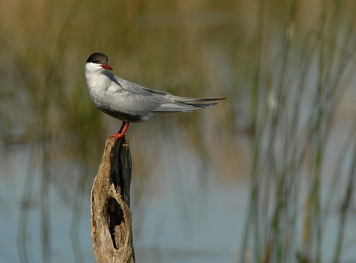 Adulte en plumage nuptial, Brenne, 16 mai 2011, photo Jean-Michel Lucas.