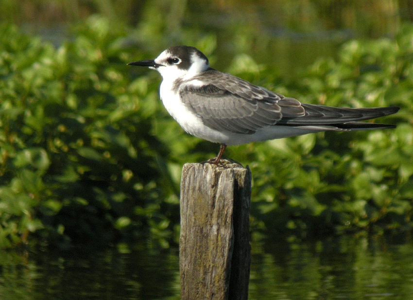 Juvnile, Clder (Nord-Finistre), le 22 septembre 2017, photo (digiscopie) : Franois Sit.