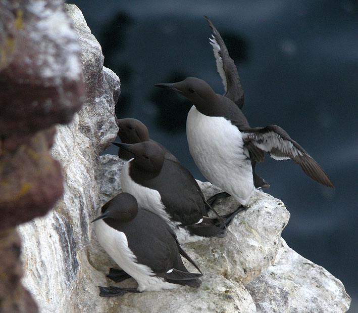 Adultes en plumage nuptial, Cap Frhel (Ctes-d'Armor), 24 avril 2013, photo Franois Sit.