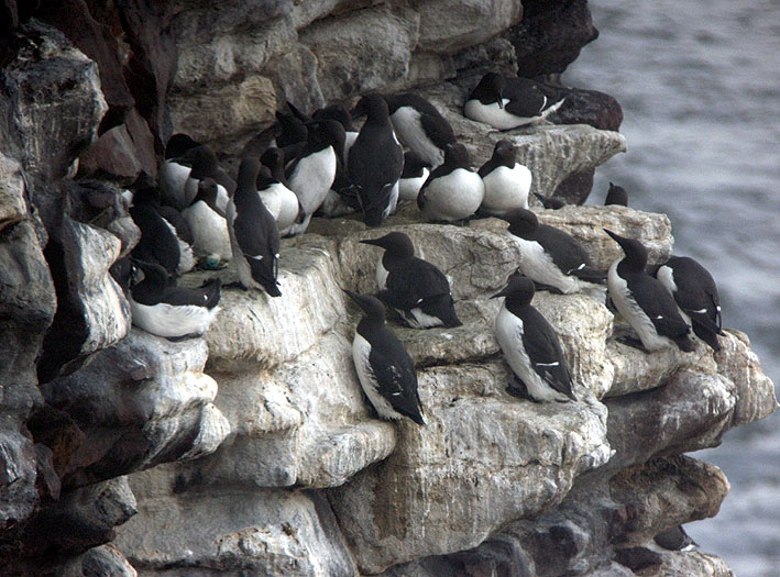 Adultes en plumage nuptial, Cap Frhel (Ctes-d'Armor), 24 avril 2013, photo Franois Sit.