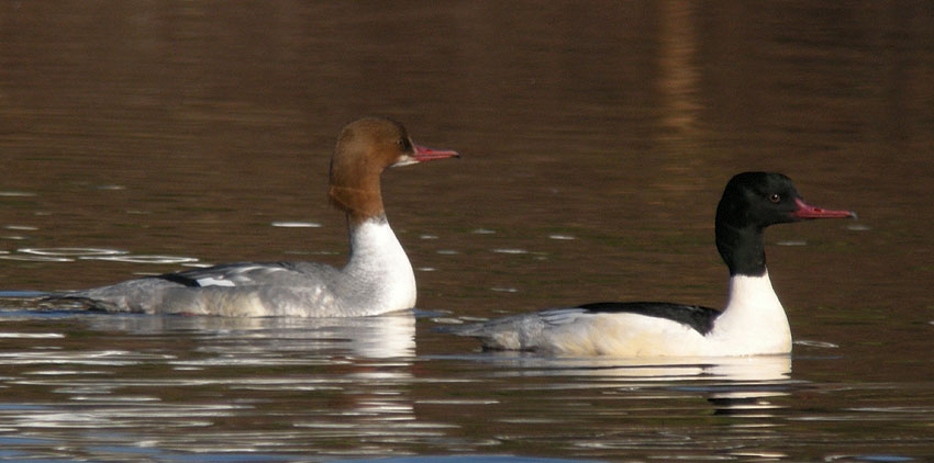 Couple, Huelgoat (Finistre), 17 fvrier 2011, photo Franois Sit.