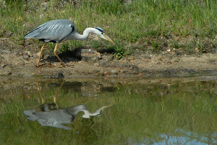 Adulte, Brenne, 18 mai 2011, photo Jean-Michel Lucas.