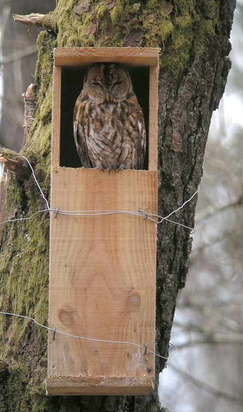 Adulte somnolant dans un nichoir, rserve naturelle du Cragou, Plougonven (Finistre), 20 mars 2014, photo  Franois Sit.