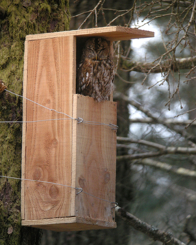 Adulte somnolant dans un nichoir, rserve naturelle du Cragou, Plougonven (Finistre), 18 mars 2014, photo  Franois Sit.