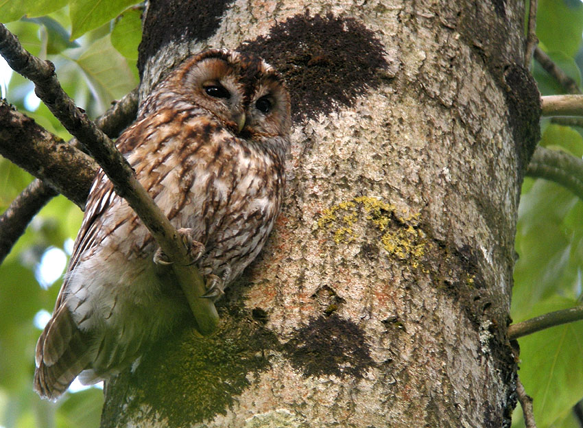 Femelle adulte  surveillant sa niche, Vergam, Plougonven (Finistre), 6 mai 2014, photo Franois Sit.