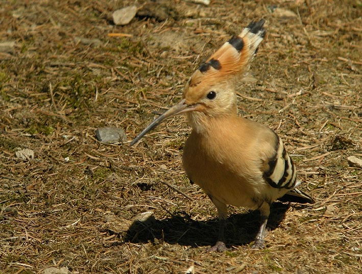 Huppe fascie, Kergreis, Plougonven (Finistre), 22 juillet 2012, photo Franois Sit.